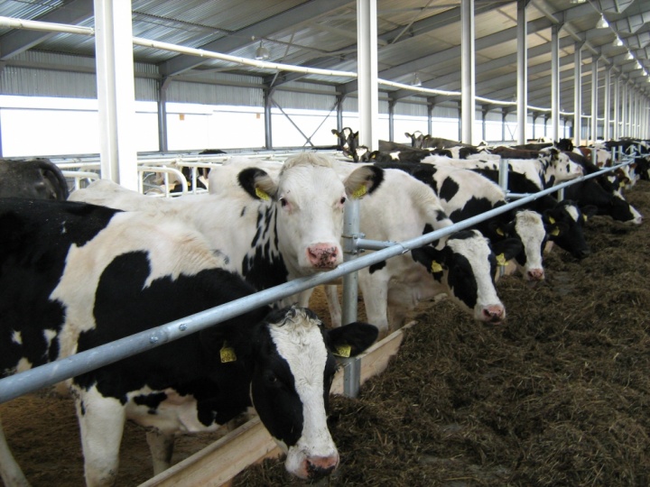 В Нижегородской области увеличилось производство молока