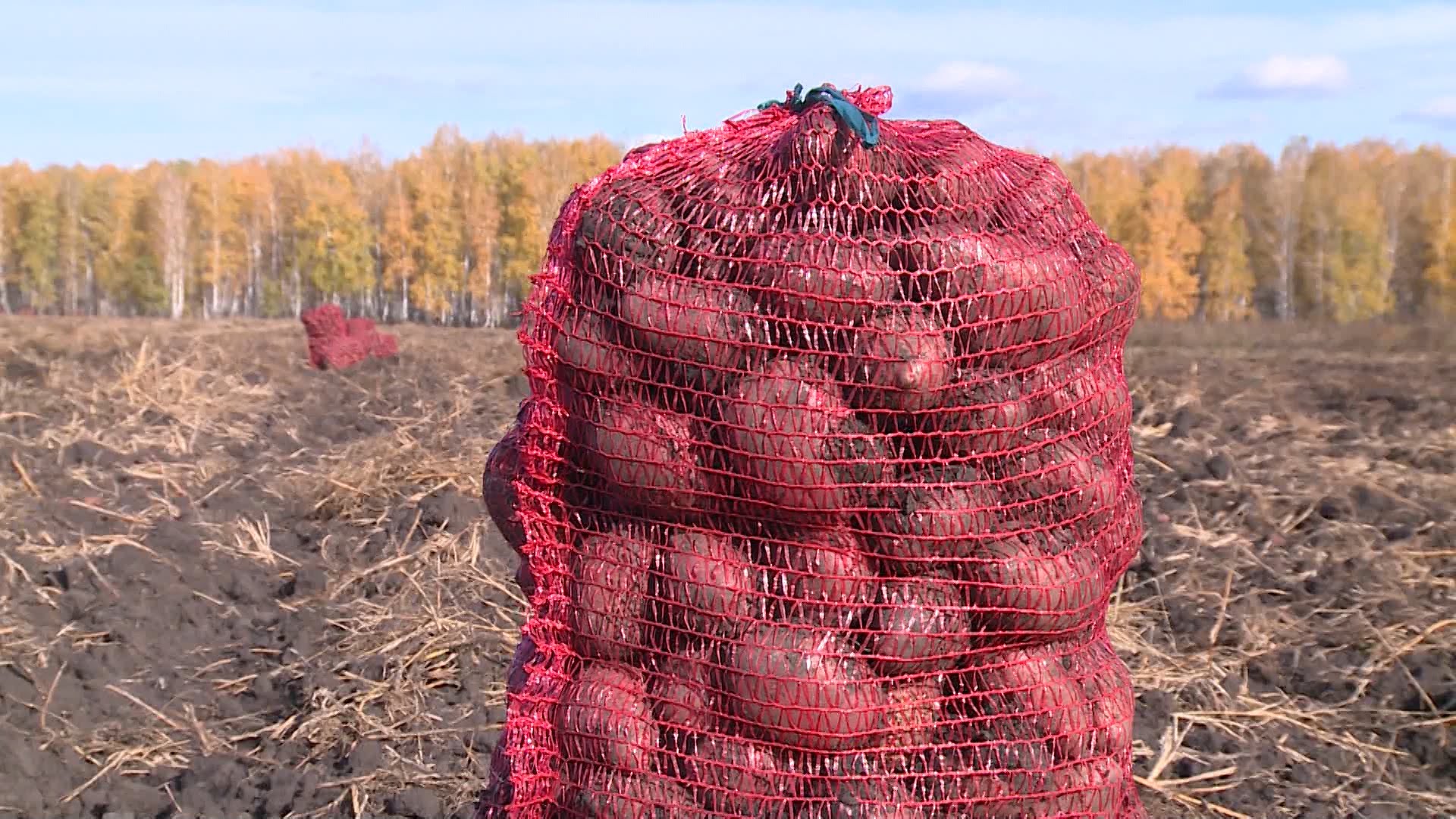 Уборка картофеля завершена в 18 районах Нижегородской области Уборка картофеля завершена в 18 районах Нижегородской области