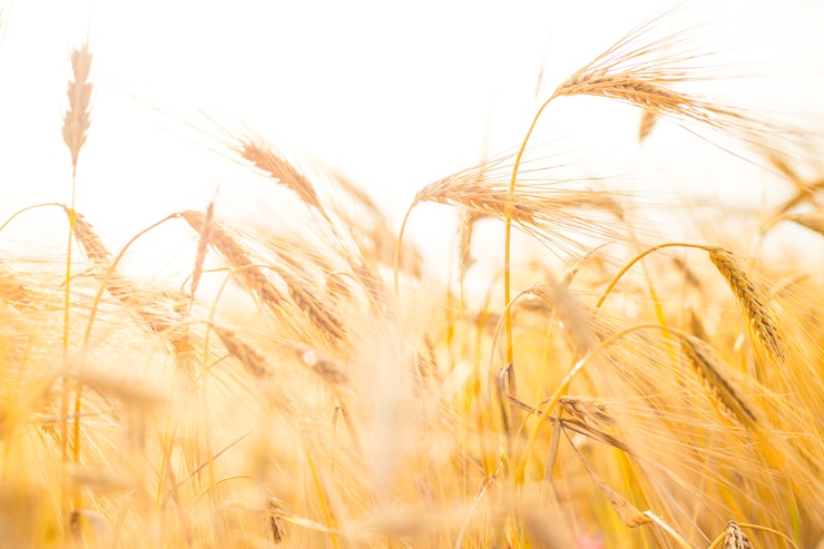 В Нижегородской области собрано почти 1,5 млн тонн зерна