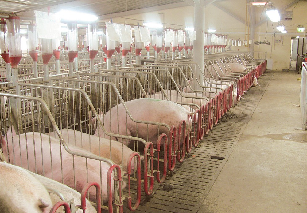 В Нижегородской области построят свиноводческий комплекс на 180 тысяч голов