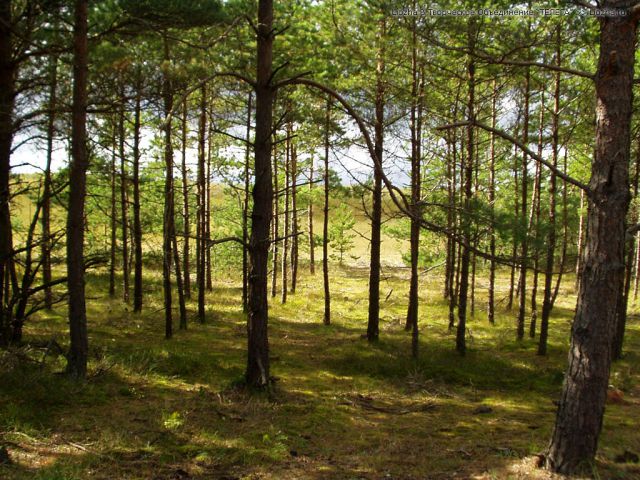 В Нижегородской области посадили 4 тысячи гектаров нового леса