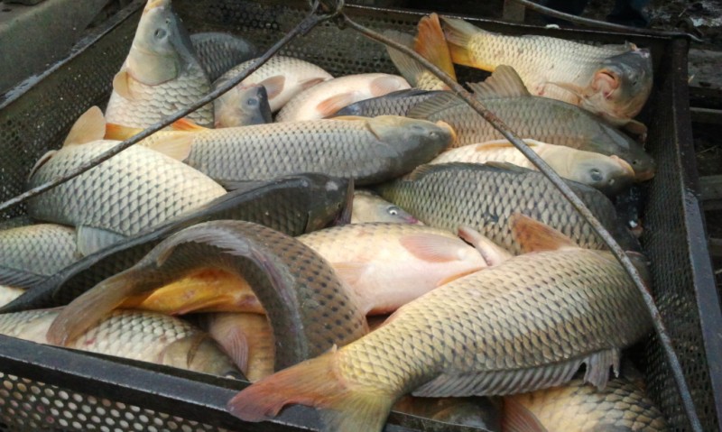 В Нижегородской области существенно вырастет производство рыбы