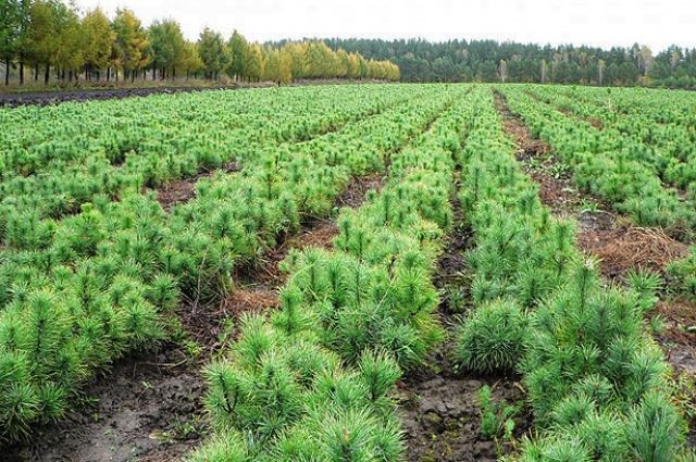 До конца года в Нижегородской области высадят 20 миллионов деревьев