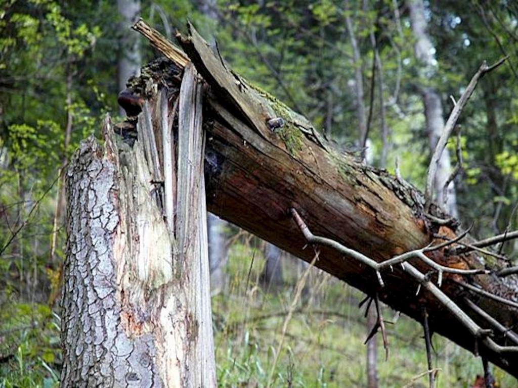 В Нижегородской области вырубят больше 100 га аварийных деревьев
